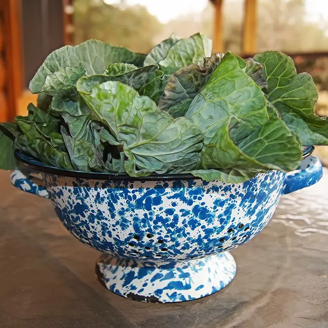 Large green collard leaves in a blue and white speckled colander on a table outdoors.